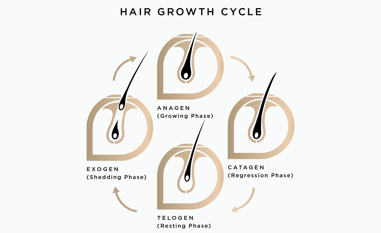Understanding the 4 Stages of Hair Growth
