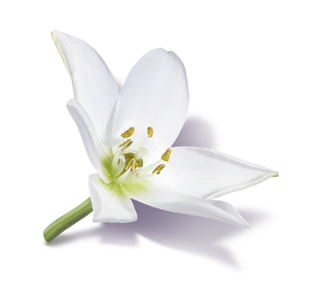 Senburi Flower
